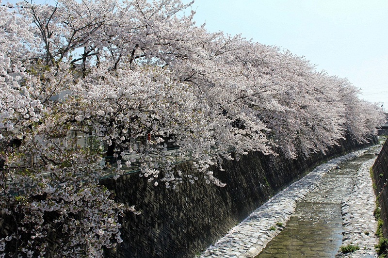 桜_長坂緑地