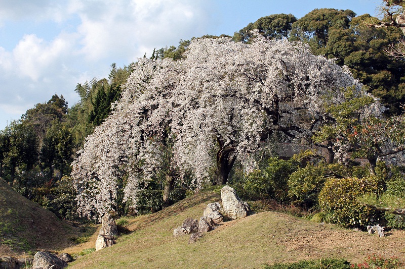 桜_摩訶耶寺