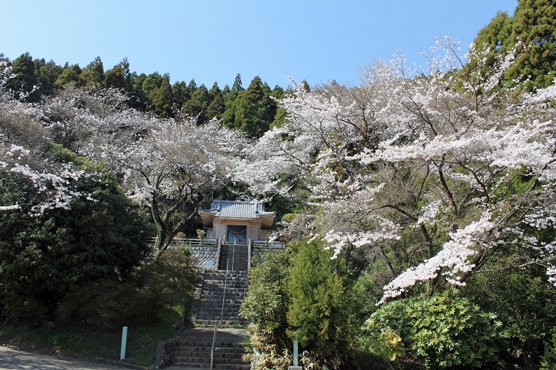 桜_三岳神社