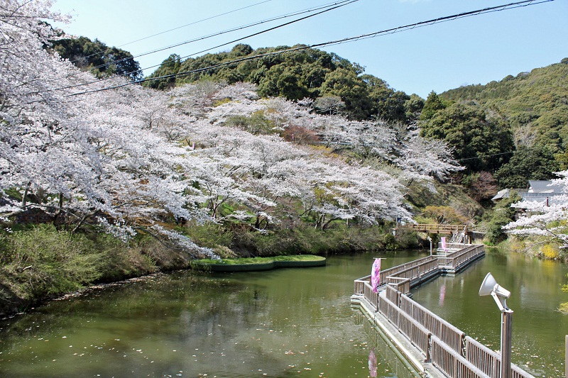 桜_奥山方広寺門前