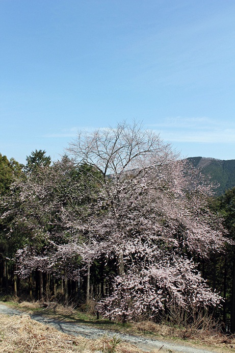 桜_富幕の東明桜