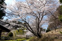 桜_奥山高原