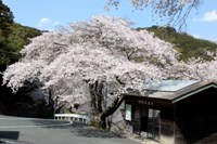 桜_奥山休憩所