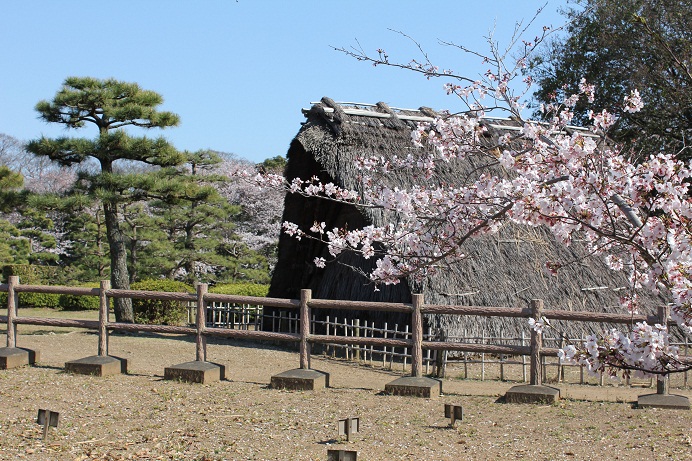 桜_蜆塚遺跡