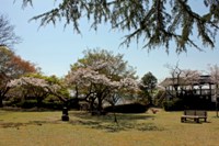 桜_鳥羽山公園